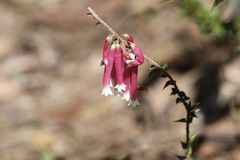 Epacris longiflora