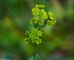 Bupleurum aureum