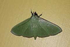 Margaroniini