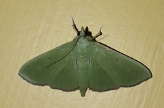 Margaroniini