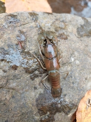Cambarus bartonii