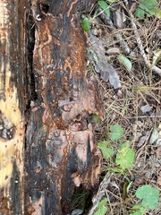 Dendroctonus terebrans