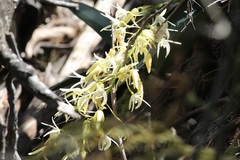 Dendrobium speciosum