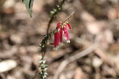 Epacris longiflora