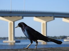 Quiscalus major westoni