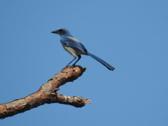 Aphelocoma coerulescens