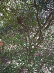 Achatocarpus praecox