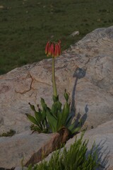 Cyrtanthus obliquus