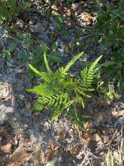 Pteridium aquilinum pseudocaudatum