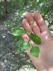 Achatocarpus praecox