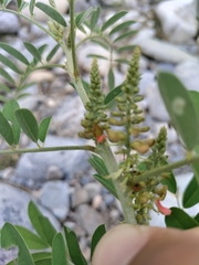 Indigofera suffruticosa