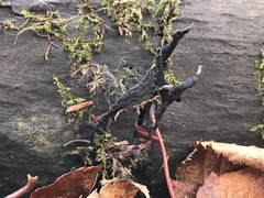 Xylaria longiana