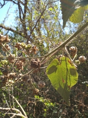 Abutilon grandifolium