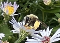 Melissodes dentiventris