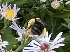 Melissodes dentiventris