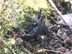 Xylaria longiana