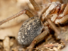 Eratigena agrestis