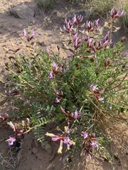 Astragalus preussii