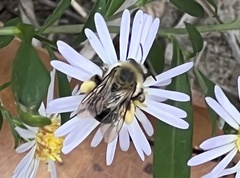 Melissodes dentiventris