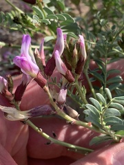 Astragalus preussii