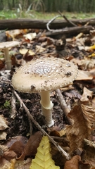 Amanita junquillea