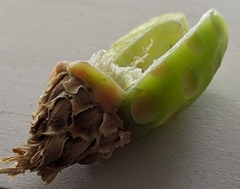 Ferocactus cylindraceus