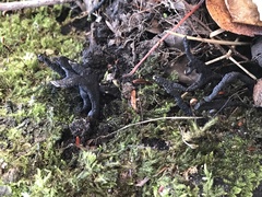 Xylaria longiana