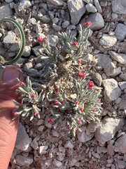 Eriogonum bicolor