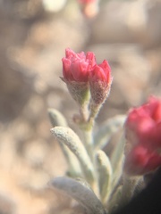 Eriogonum bicolor