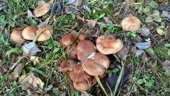Cortinarius armeniacus