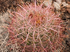 Ferocactus cylindraceus