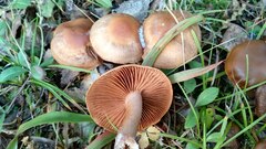Cortinarius armeniacus