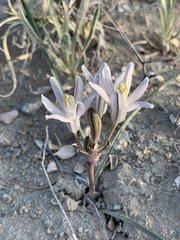 Androstephium breviflorum