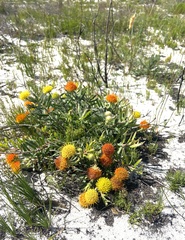 Leucospermum prostratum