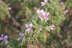 Pelargonium radens
