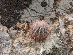 Ferocactus cylindraceus