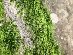 Hypnum cupressiforme