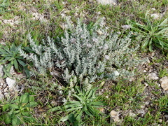 Teucrium polium