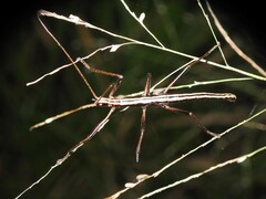 Anisomorpha buprestoides