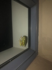 Hyperolius tuberilinguis