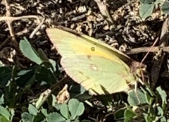 Colias eurytheme