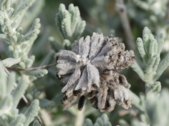 Teucrium polium