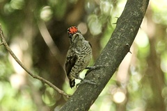 Picumnus spilogaster