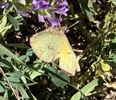 Colias eurytheme