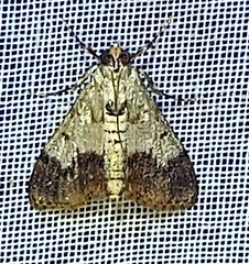 Epipaschia superatalis