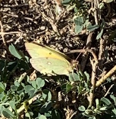Colias eurytheme