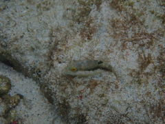 Canthigaster bennetti