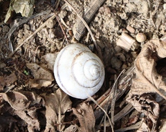 Caucasotachea vindobonensis