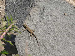 Sceloporus grammicus