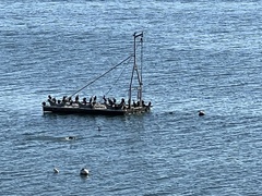 Phalacrocorax